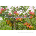 Apple Trees Seeds For Sale-High Germination Rate!